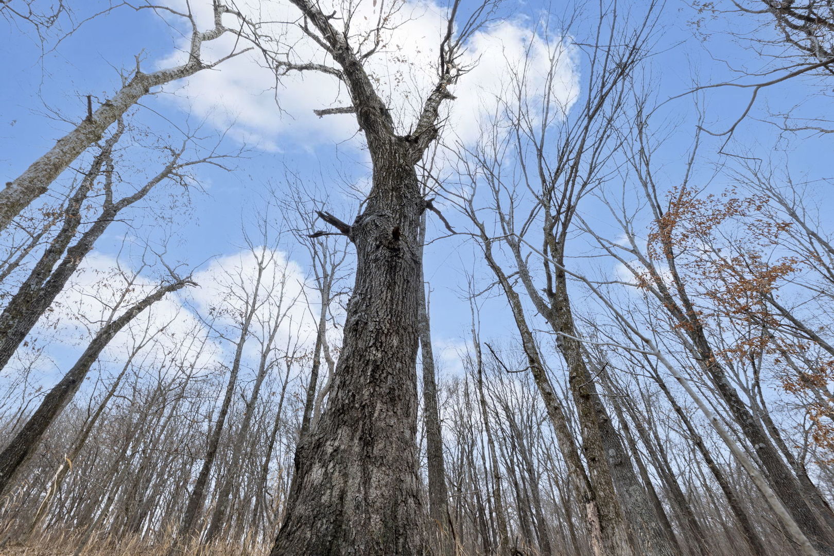 7198 Omega Road Kinmundy, IL 62854 - Photo 55 of 95