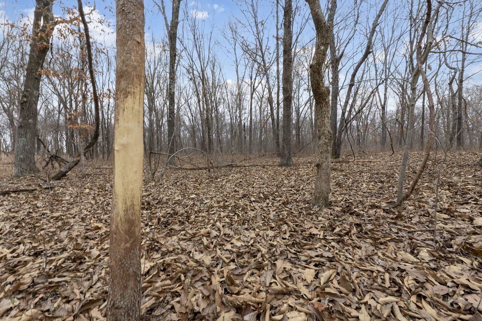 7198 Omega Road Kinmundy, IL 62854 - Photo 59 of 95 a view of a backyard of the house