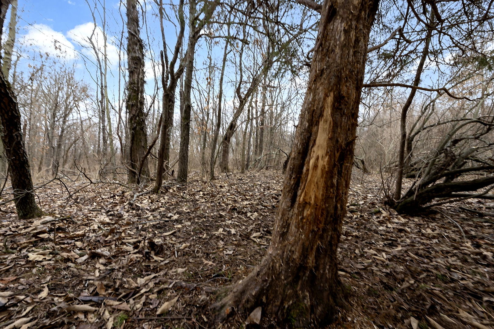 7198 Omega Road Kinmundy, IL 62854 - Photo 61 of 95 a view of a yard with large trees