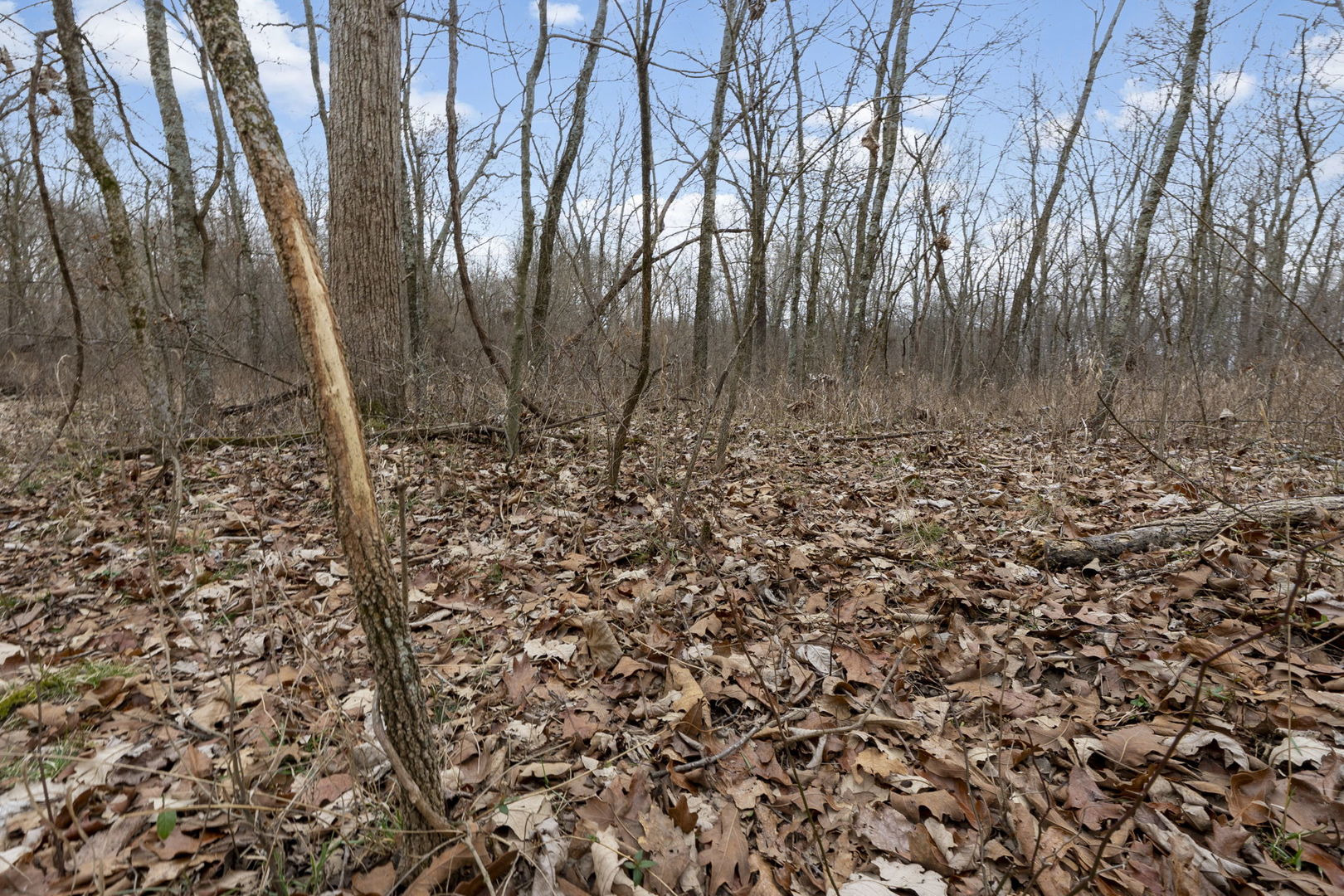 7198 Omega Road Kinmundy, IL 62854 - Photo 72 of 95 a view of a forest with large trees