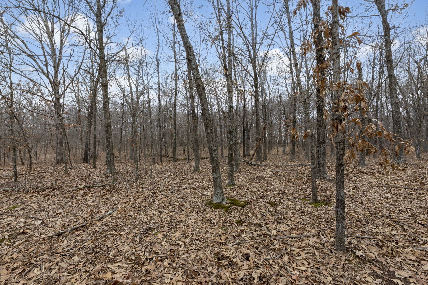 7198 Omega Road Kinmundy, IL 62854 - Photo 87 of 95 a view of a yard with trees