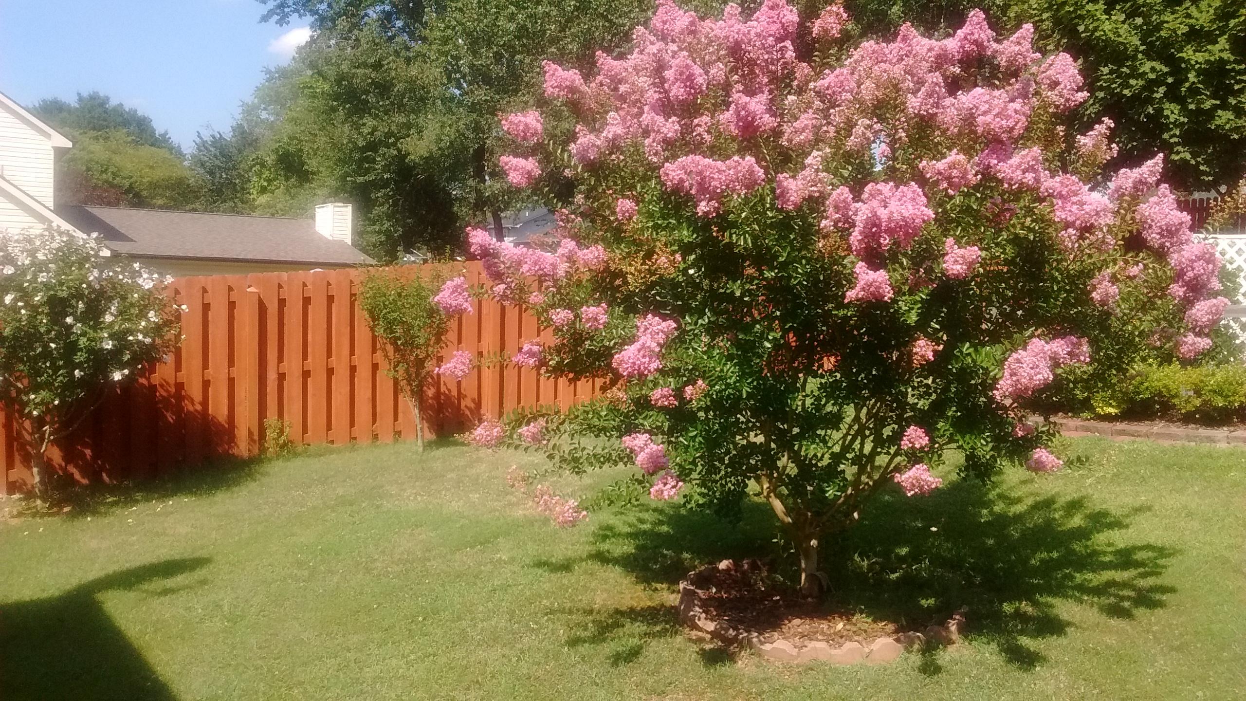 109 Carson Lane Oak Ridge, TN 37830 - Photo 38 of 40 Carson Backyard Flowering Tree
