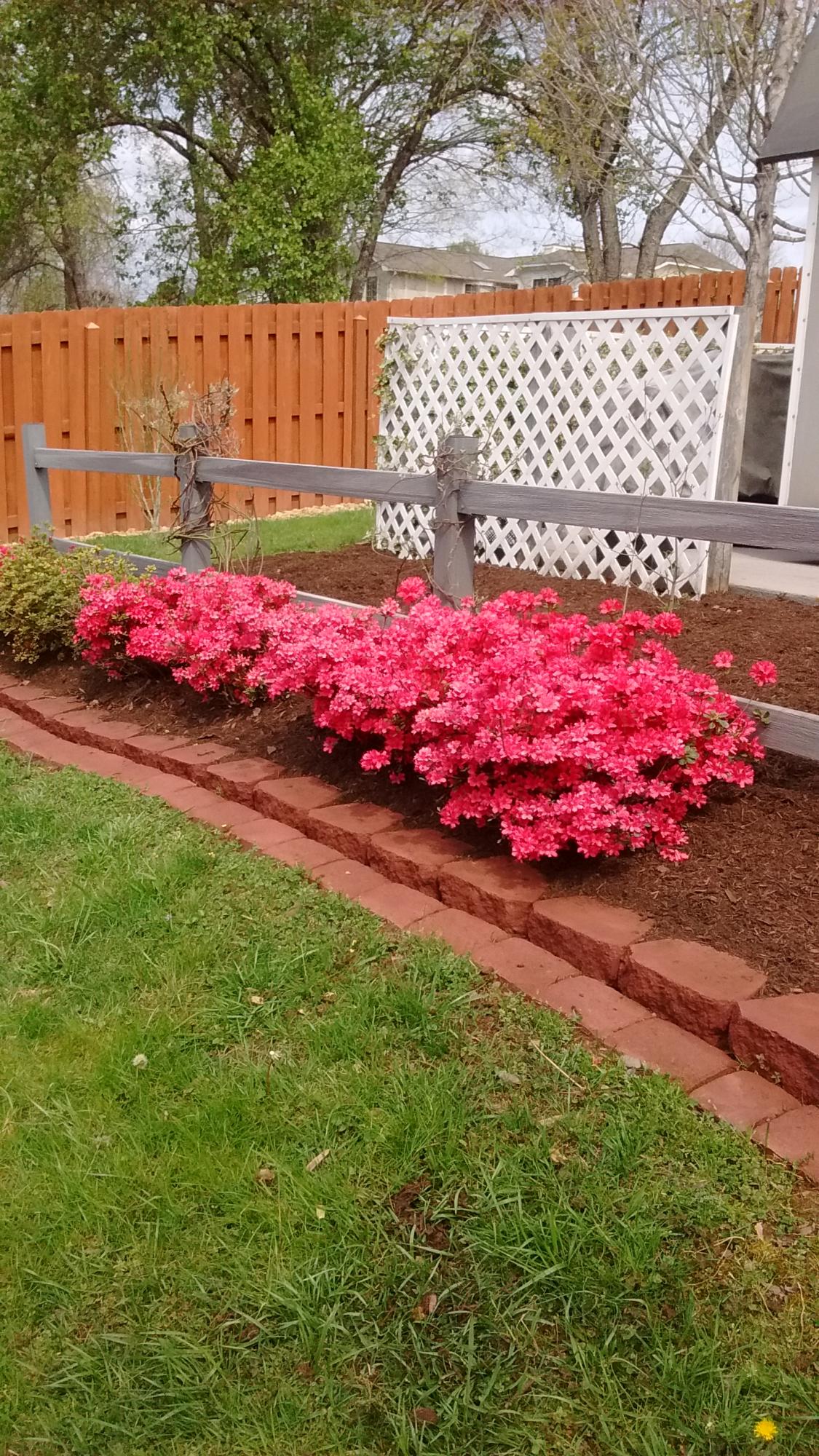 109 Carson Lane Oak Ridge, TN 37830 - Photo 39 of 40 Carson Flowers