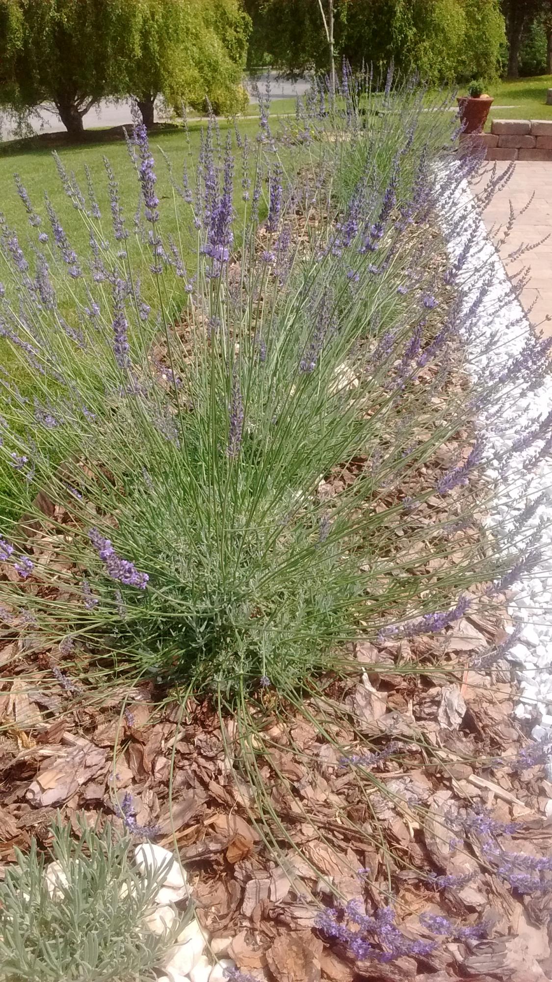 109 Carson Lane Oak Ridge, TN 37830 - Photo 7 of 40 Carson Front Lavendar Blooming
