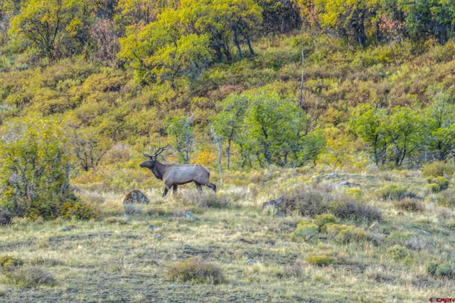 a view of a garden with a bench
