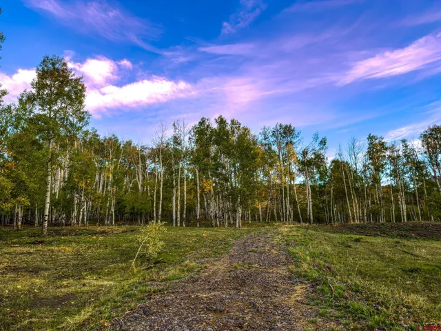 a view of a yard with a tree