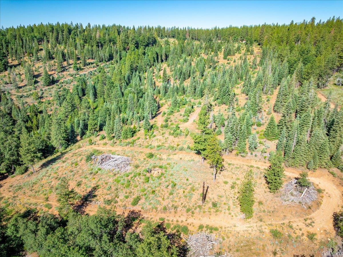 30100 Foresthill Road Foresthill, CA 95631 - Photo 39 of 89 a view of a yard with a tree