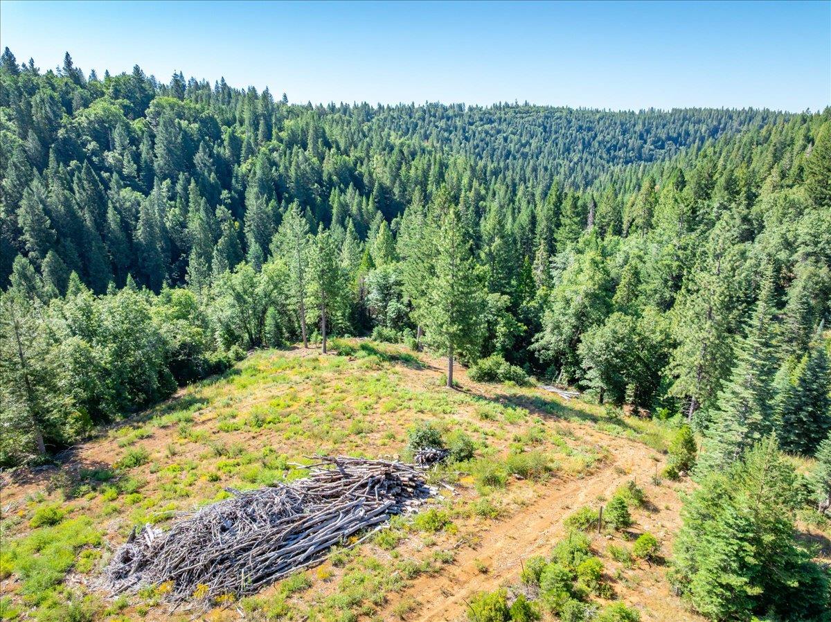 30100 Foresthill Road Foresthill, CA 95631 - Photo 43 of 89 a view of a yard with plants and large trees