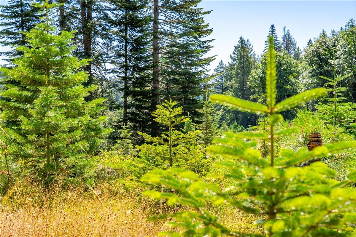 30100 Foresthill Road Foresthill, CA 95631 - Photo 65 of 89