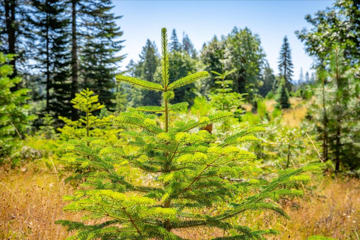 30100 Foresthill Road Foresthill, CA 95631 - Photo 66 of 89 a backyard of a house with lots of plants and trees