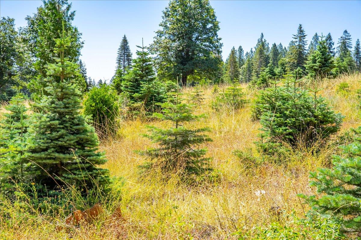 30100 Foresthill Road Foresthill, CA 95631 - Photo 67 of 89