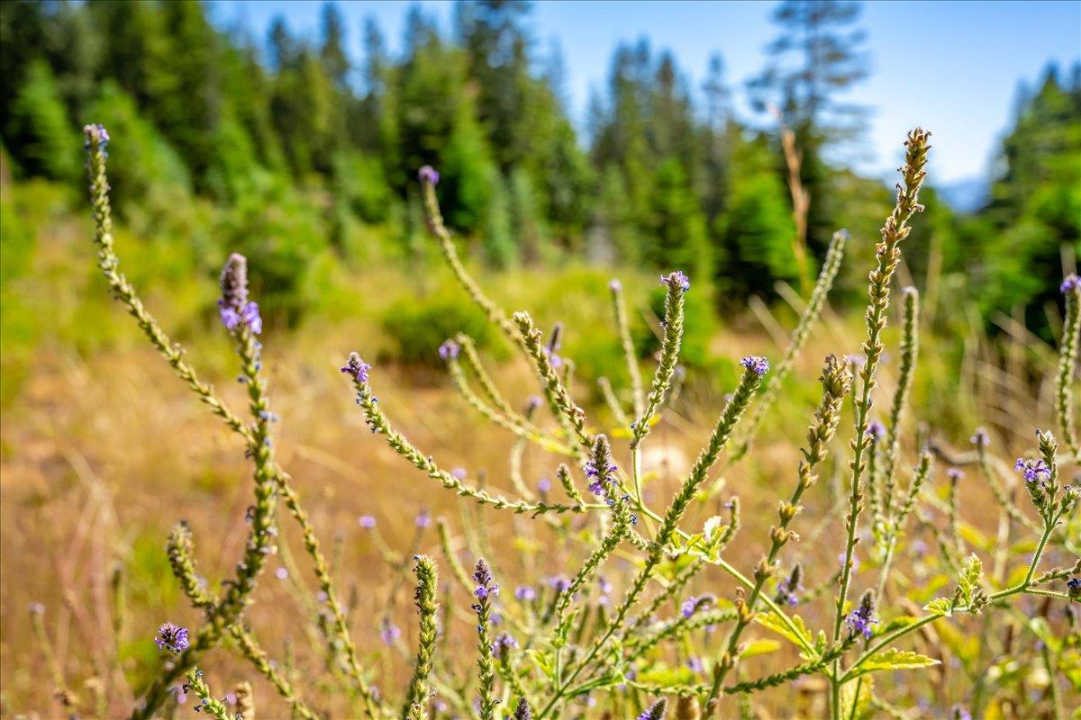30100 Foresthill Road Foresthill, CA 95631 - Photo 69 of 89