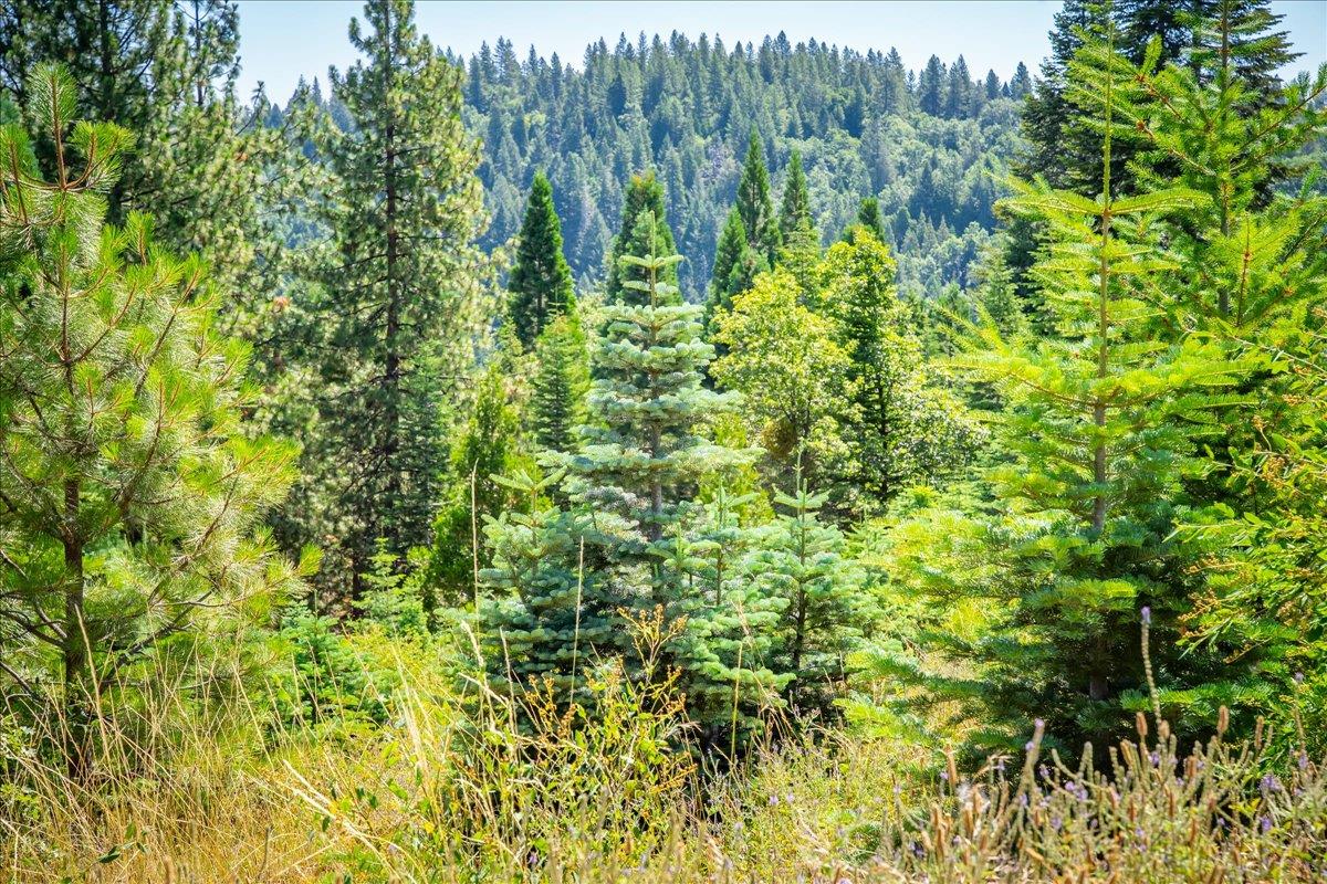 30100 Foresthill Road Foresthill, CA 95631 - Photo 71 of 89 a view of a lush green forest