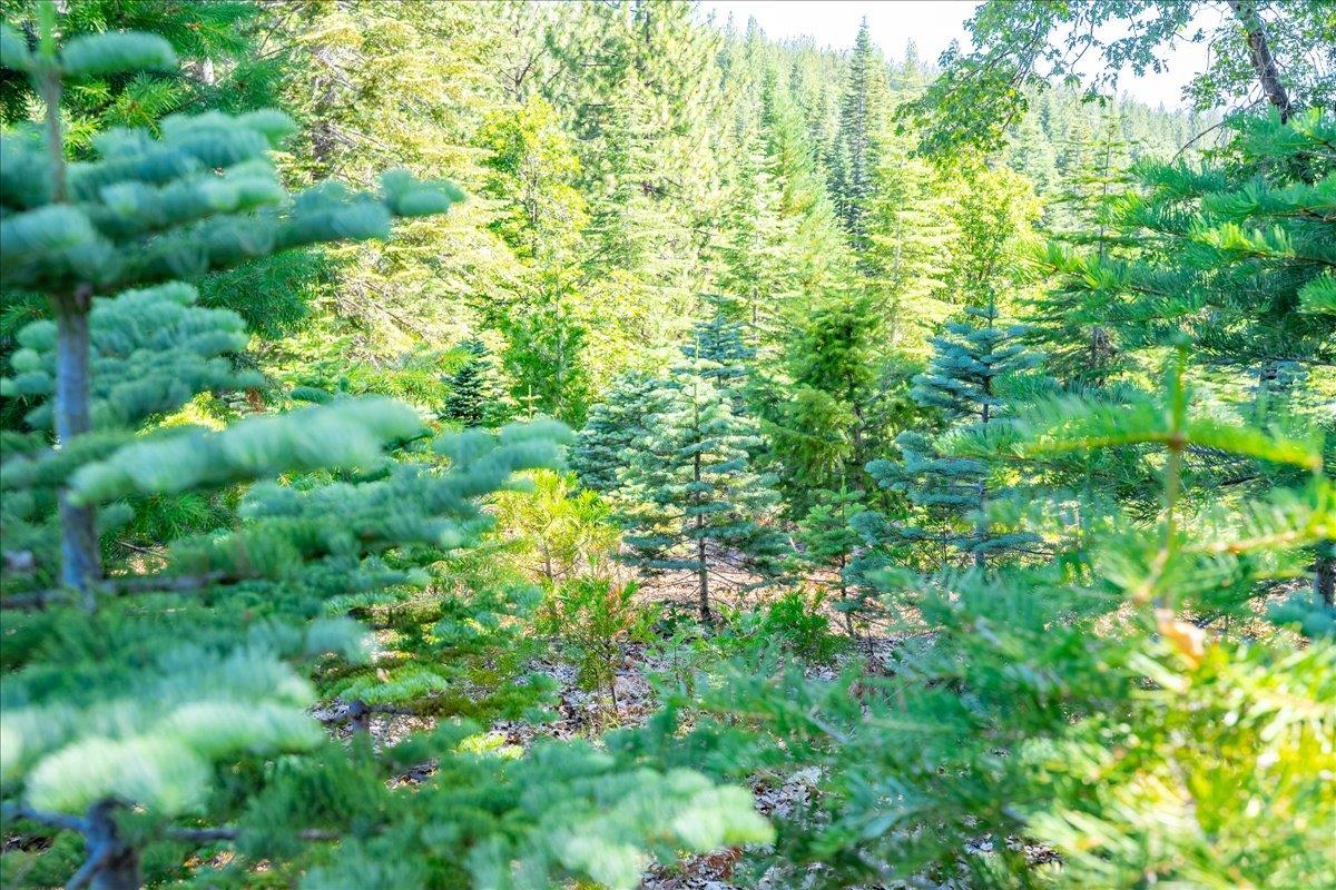 30100 Foresthill Road Foresthill, CA 95631 - Photo 72 of 89