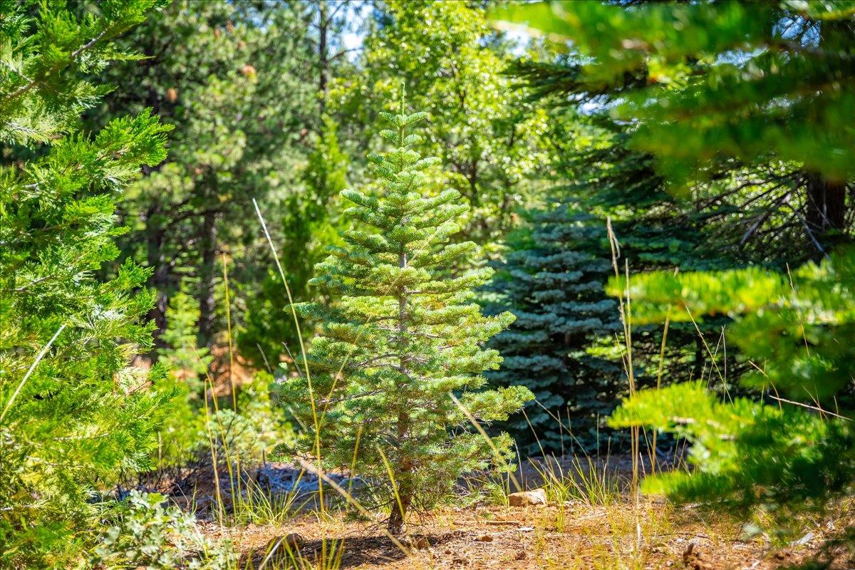 30100 Foresthill Road Foresthill, CA 95631 - Photo 73 of 89 a view of a tree with a tree