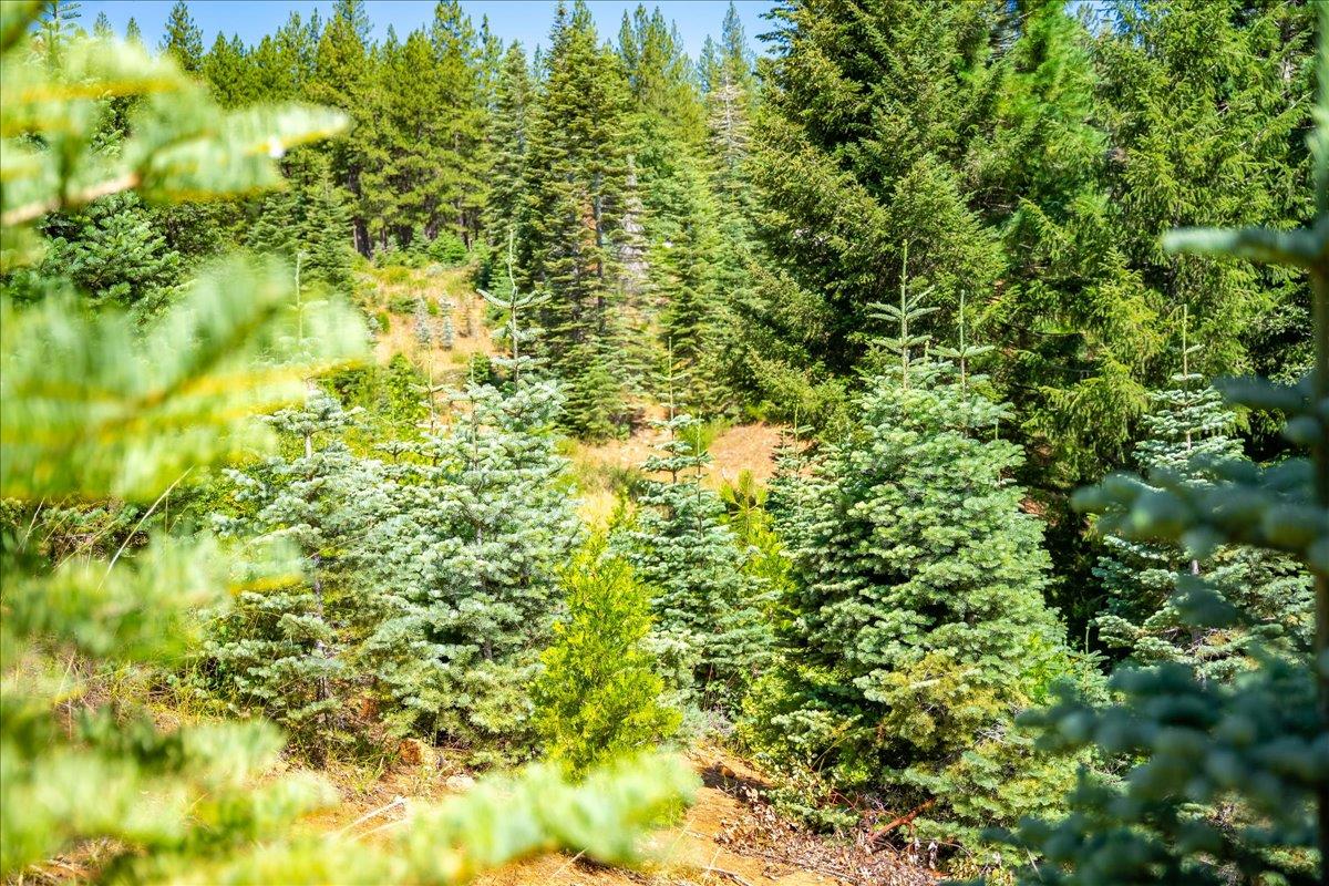 30100 Foresthill Road Foresthill, CA 95631 - Photo 74 of 89 a view of a big yard with plants and large trees