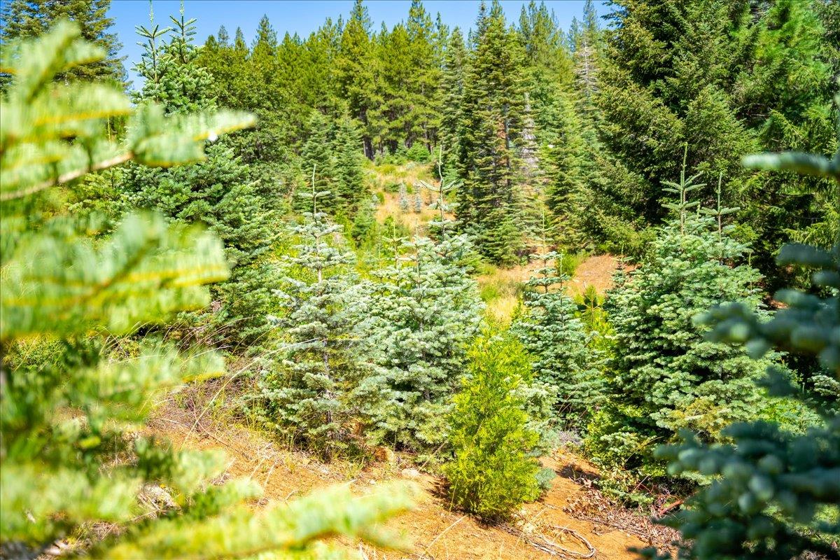 30100 Foresthill Road Foresthill, CA 95631 - Photo 75 of 89 a view of a big yard with plants and large trees