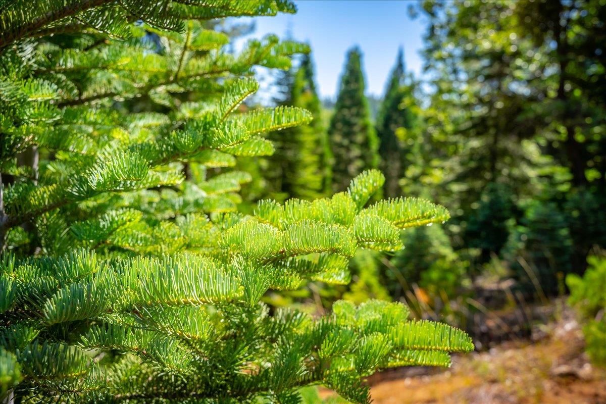 30100 Foresthill Road Foresthill, CA 95631 - Photo 76 of 89 a backyard of a house with lots of green space