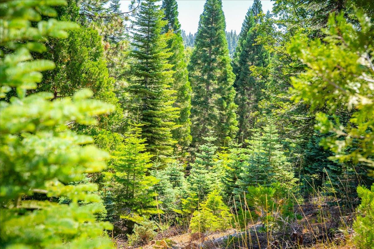 30100 Foresthill Road Foresthill, CA 95631 - Photo 77 of 89