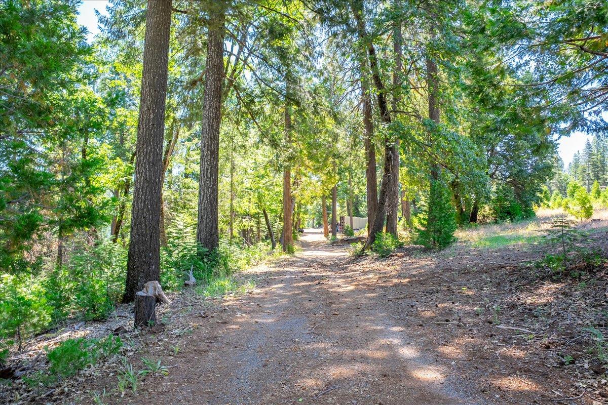 30100 Foresthill Road Foresthill, CA 95631 - Photo 79 of 89 a view of a backyard with large trees and plants