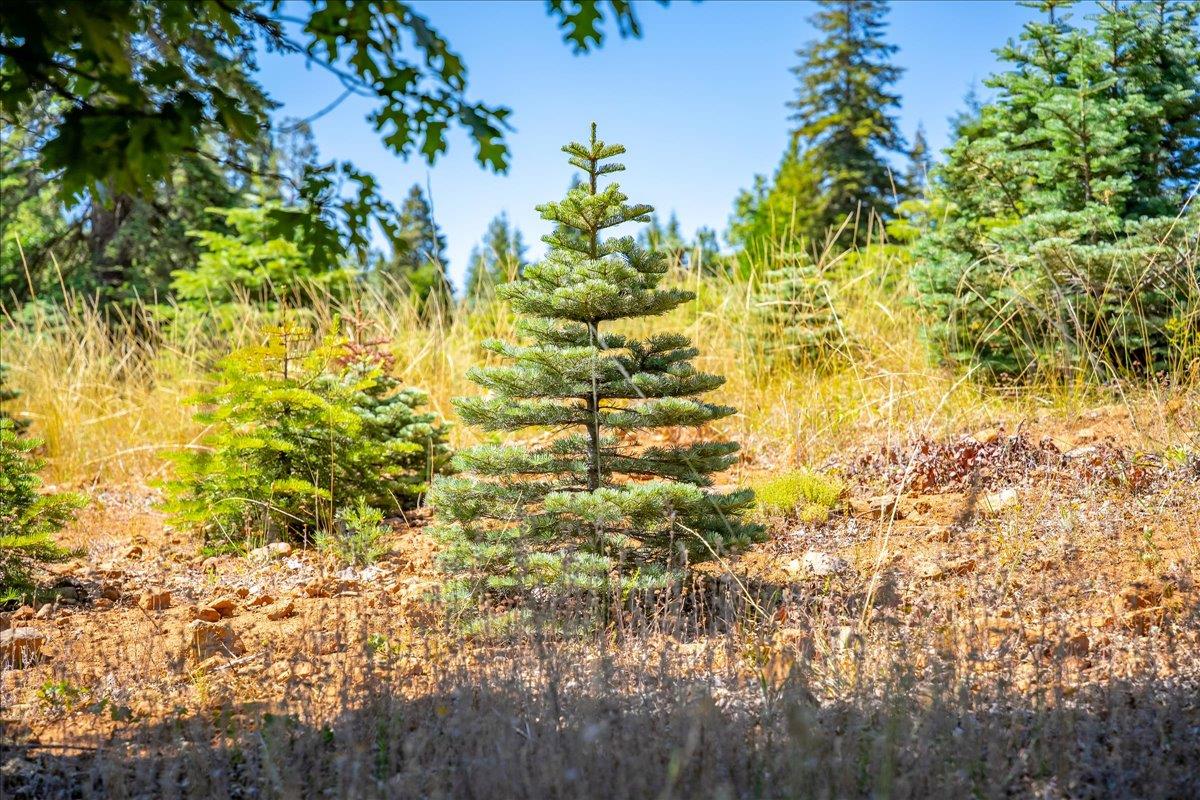 30100 Foresthill Road Foresthill, CA 95631 - Photo 84 of 89