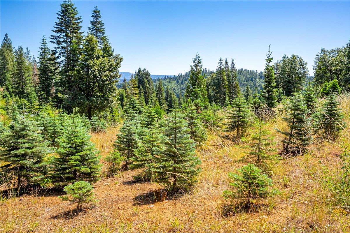 30100 Foresthill Road Foresthill, CA 95631 - Photo 88 of 89