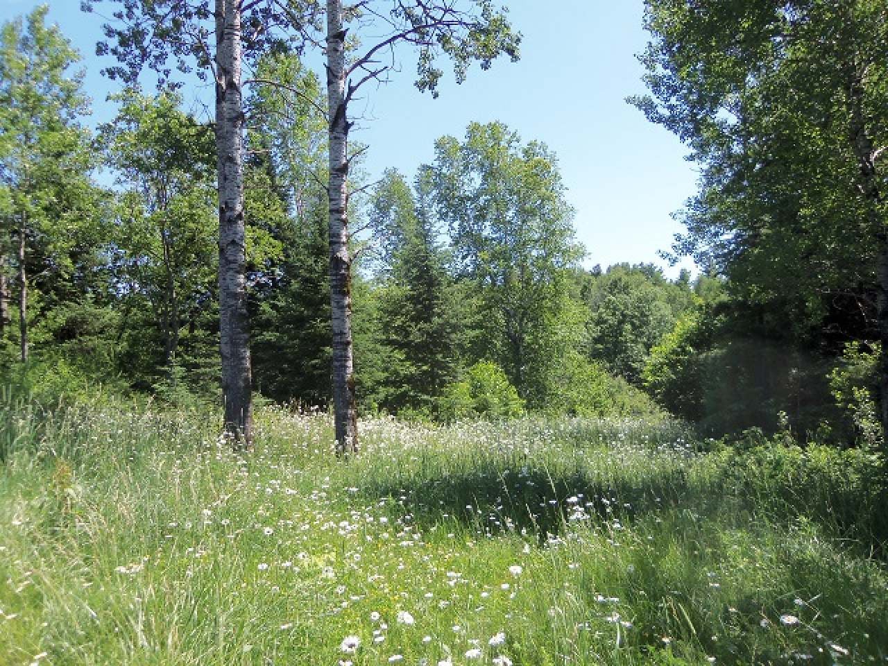 5445 Weber Lake Road Mercer, WI 54547 - Photo 11 of 23 Gallery Image 11