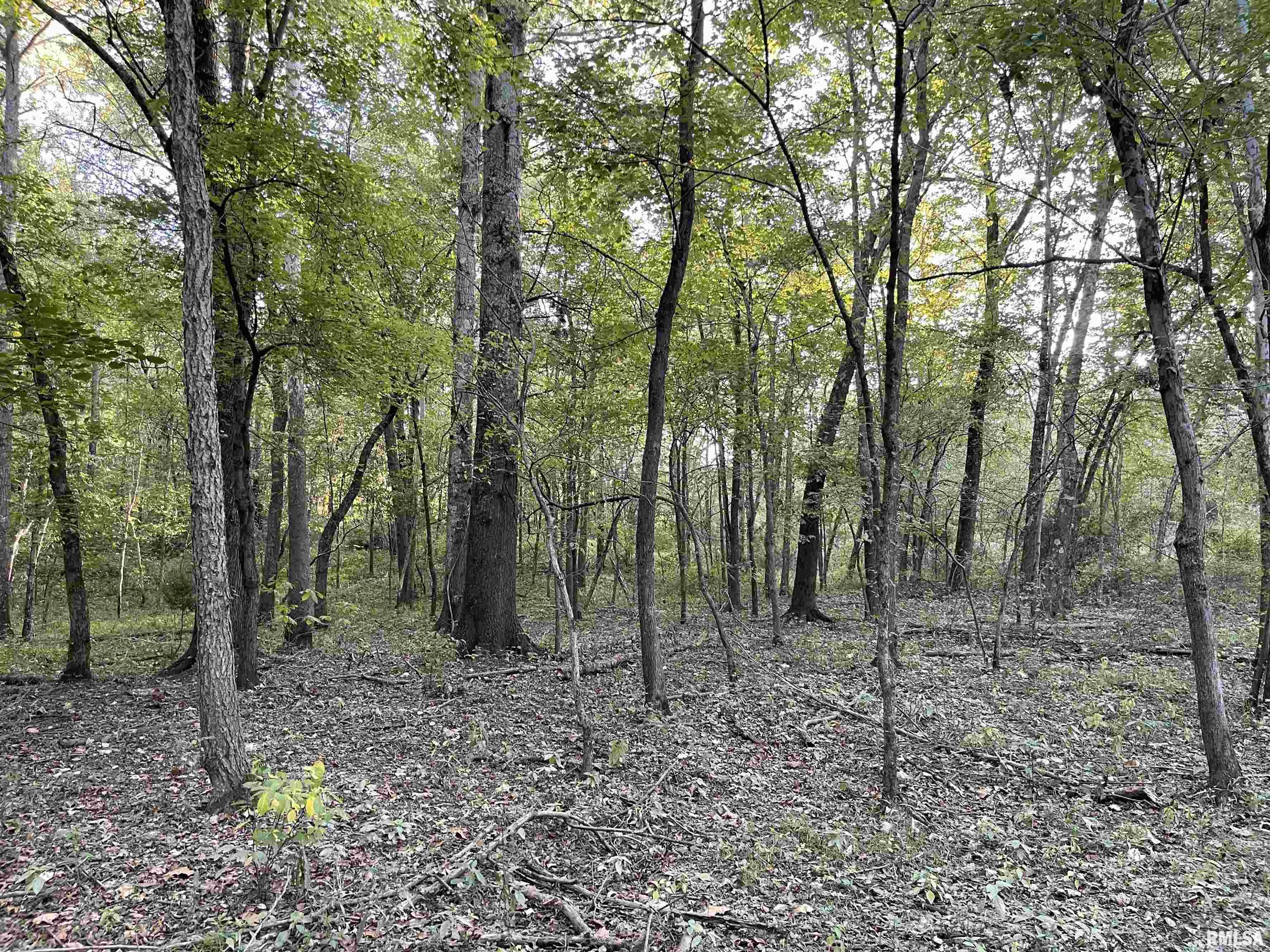 8625 Parks Road Iuka, IL 62849 - Photo 54 of 86