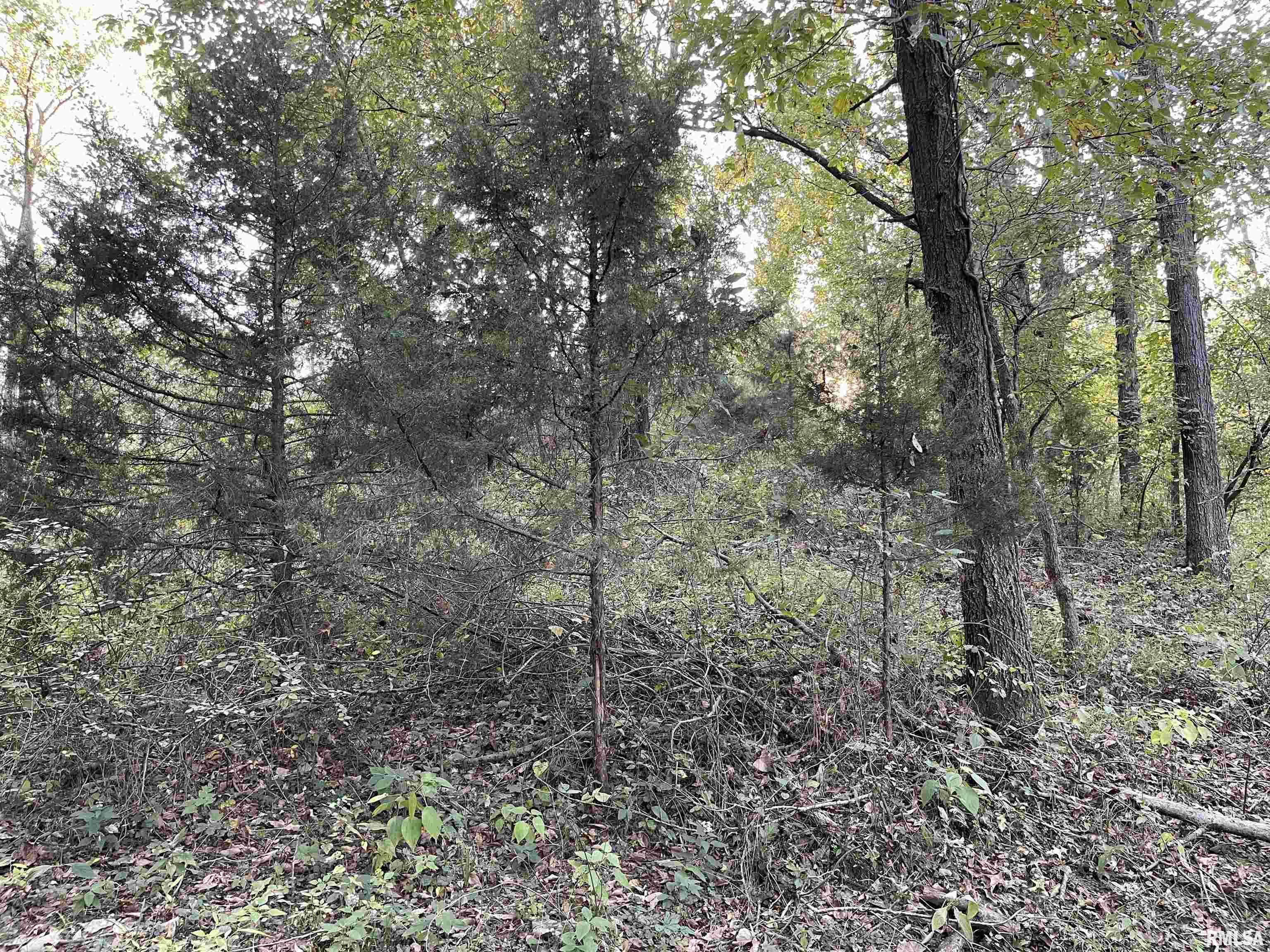 8625 Parks Road Iuka, IL 62849 - Photo 55 of 86