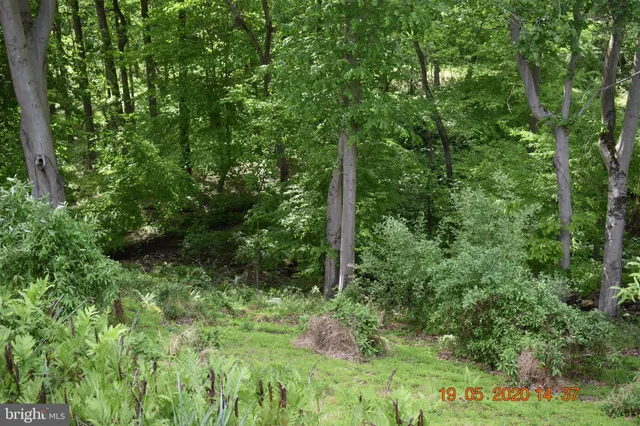 a view of a lush green forest
