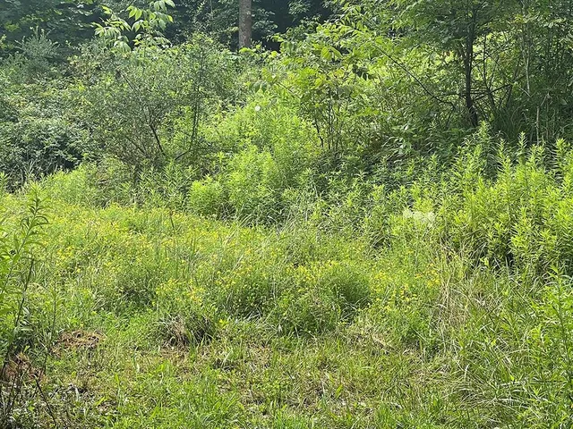 a view of a lush green forest