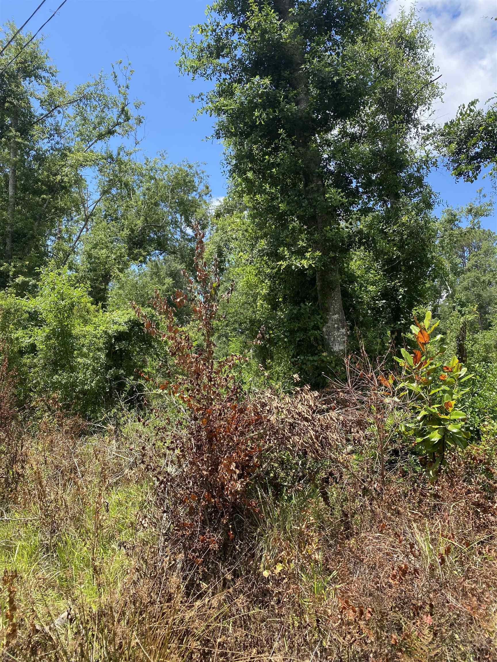 Southwest Main Street Greenville, FL 32331 - Photo 11 of 11