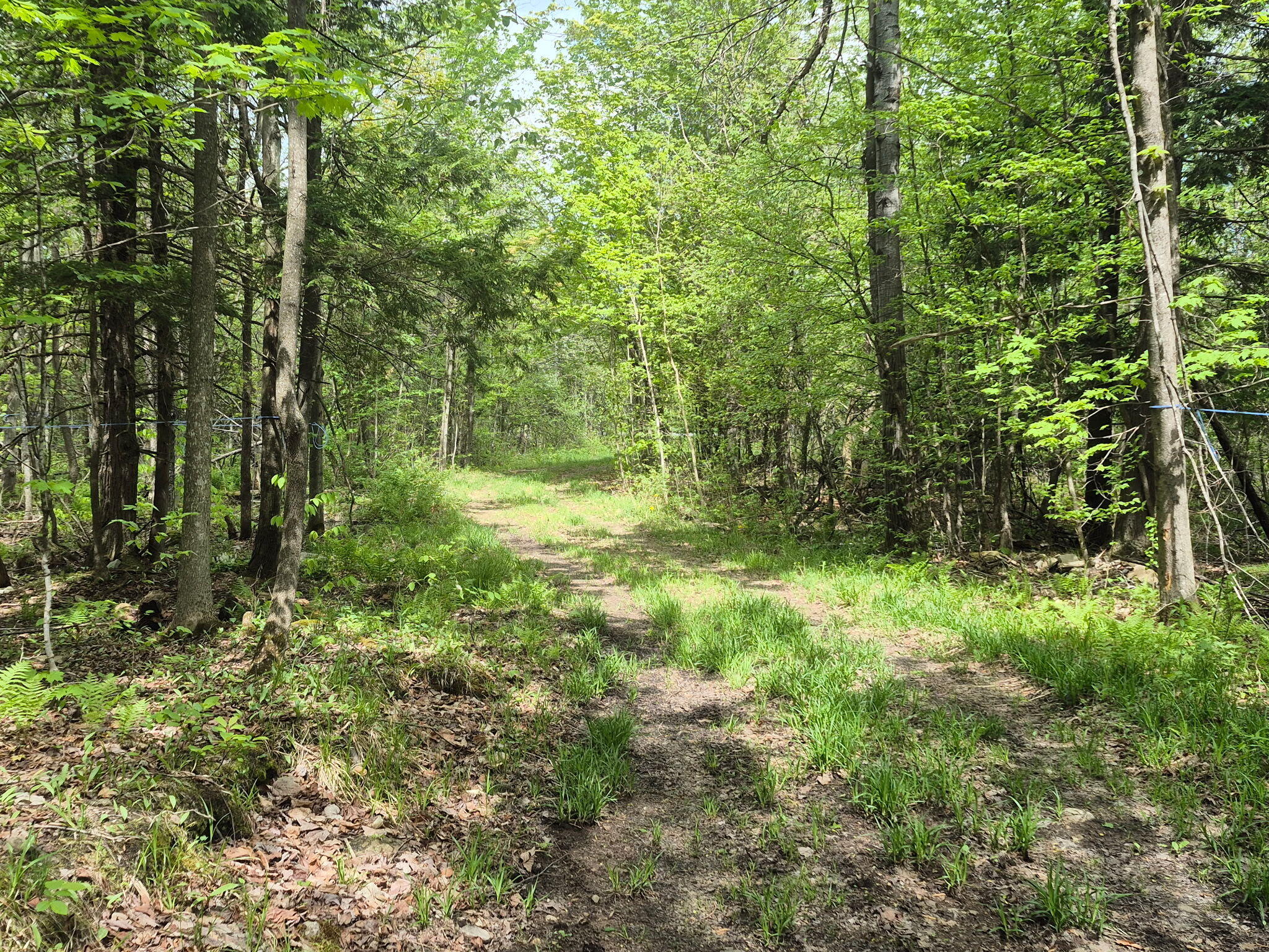813 Bush Road Mooers Forks, NY 12959 - Photo 15 of 18 1000007452