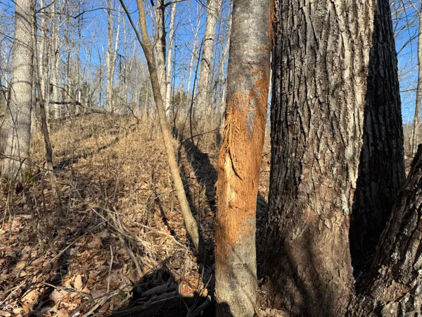 $169,000 | 0 Jack Allen Road, Vevay, IN 47043