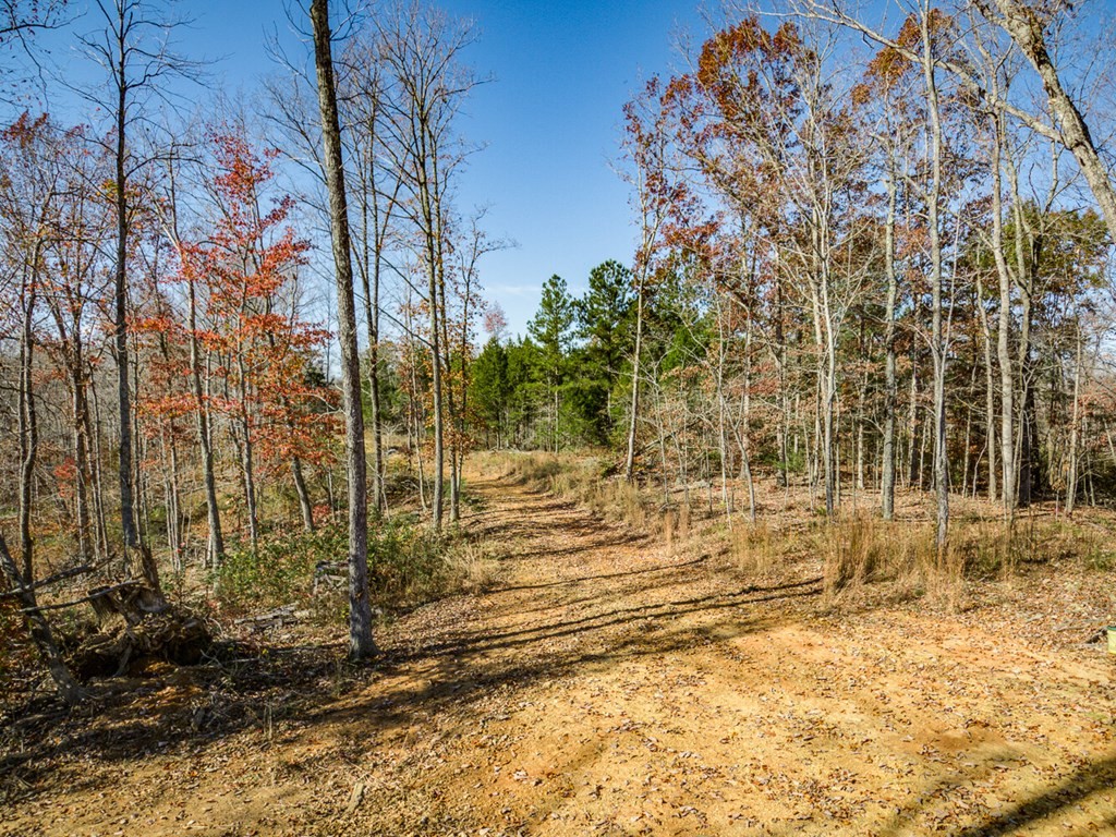 15 Back Bone Road Sparta, TN 38583 - Photo 16 of 41 a view of back yard of the house