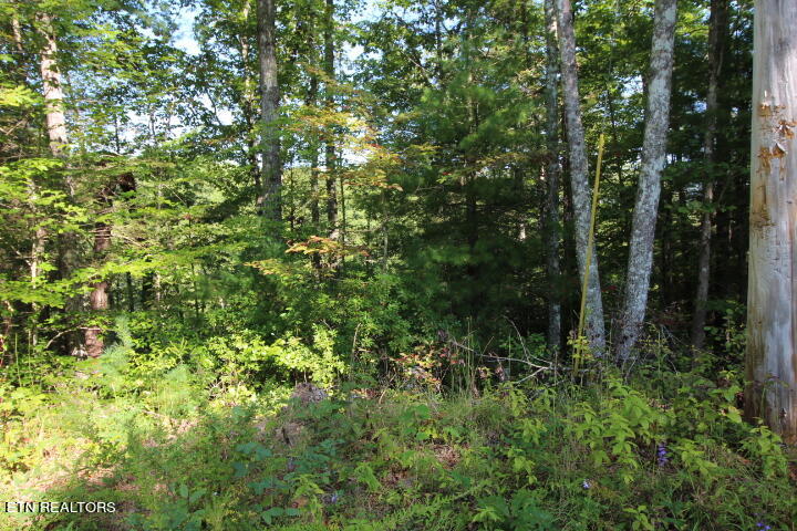 Rudd Hollow Road Townsend, TN 37882 - Photo 2 of 10 Cromwell Rudd Hollow (2)