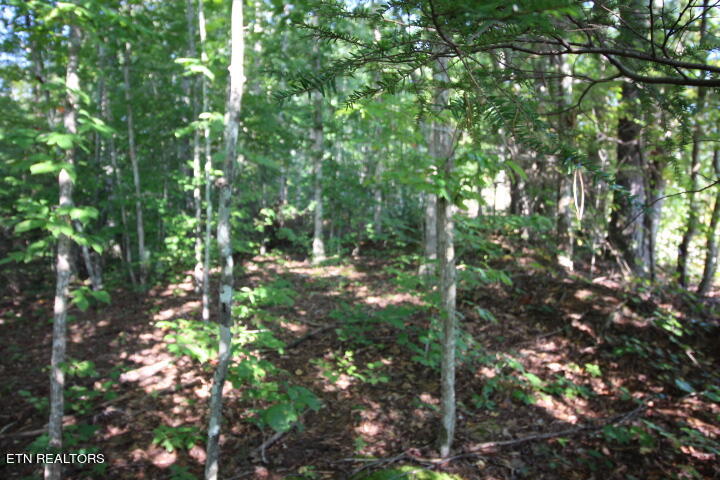 Rudd Hollow Road Townsend, TN 37882 - Photo 5 of 10 Cromwell Rudd Hollow (4)