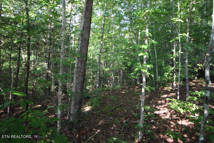 Rudd Hollow Road Townsend, TN 37882 - Photo 6 of 10 Cromwell Rudd Hollow (5)