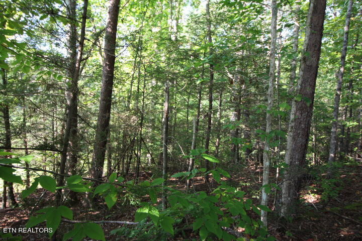 Rudd Hollow Road Townsend, TN 37882 - Photo 7 of 10 Cromwell Rudd Hollow (6)