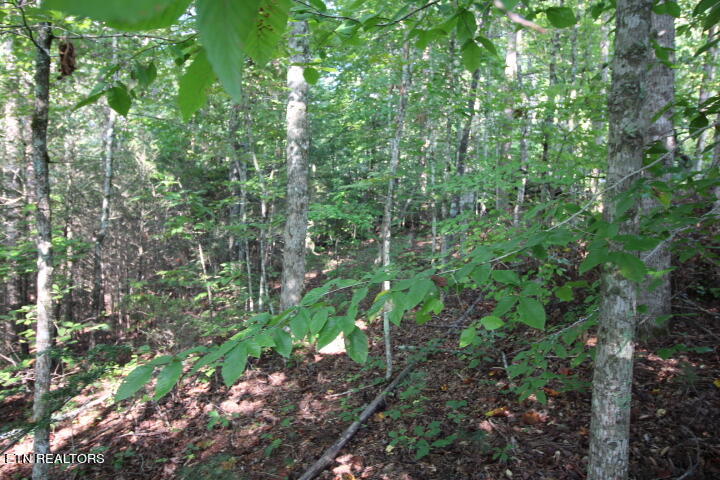 Rudd Hollow Road Townsend, TN 37882 - Photo 8 of 10 Cromwell Rudd Hollow (7)