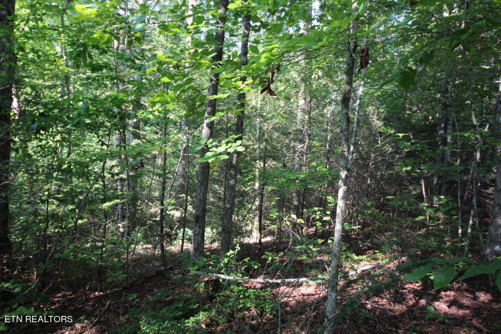 Rudd Hollow Road Townsend, TN 37882 - Photo 9 of 10 Cromwell Rudd Hollow (8)