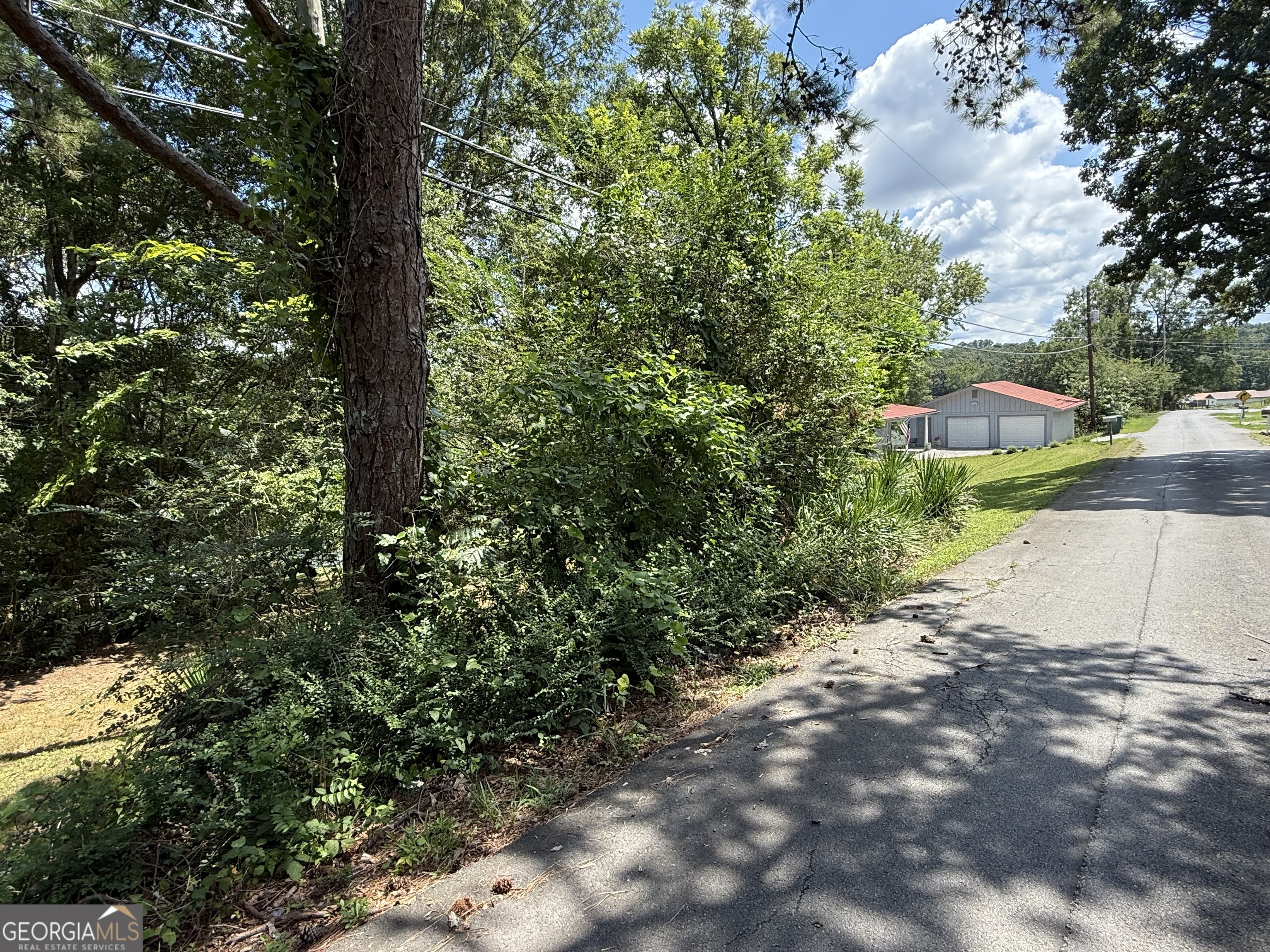 a view of a yard with plants and a large tree