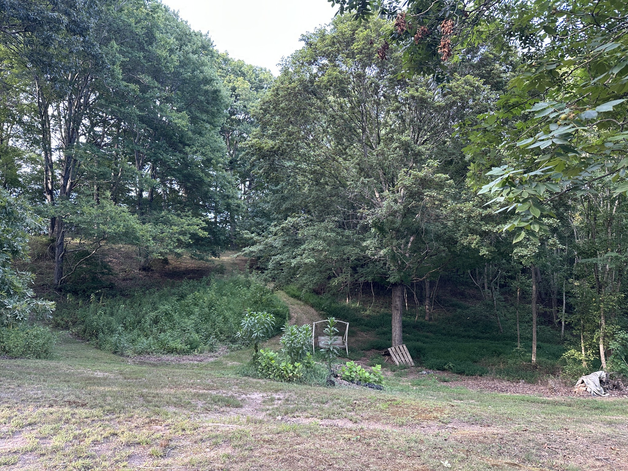 104 Limo View Lane Hohenwald, TN 38462 - Photo 40 of 67 a backyard of a house with lots of green space