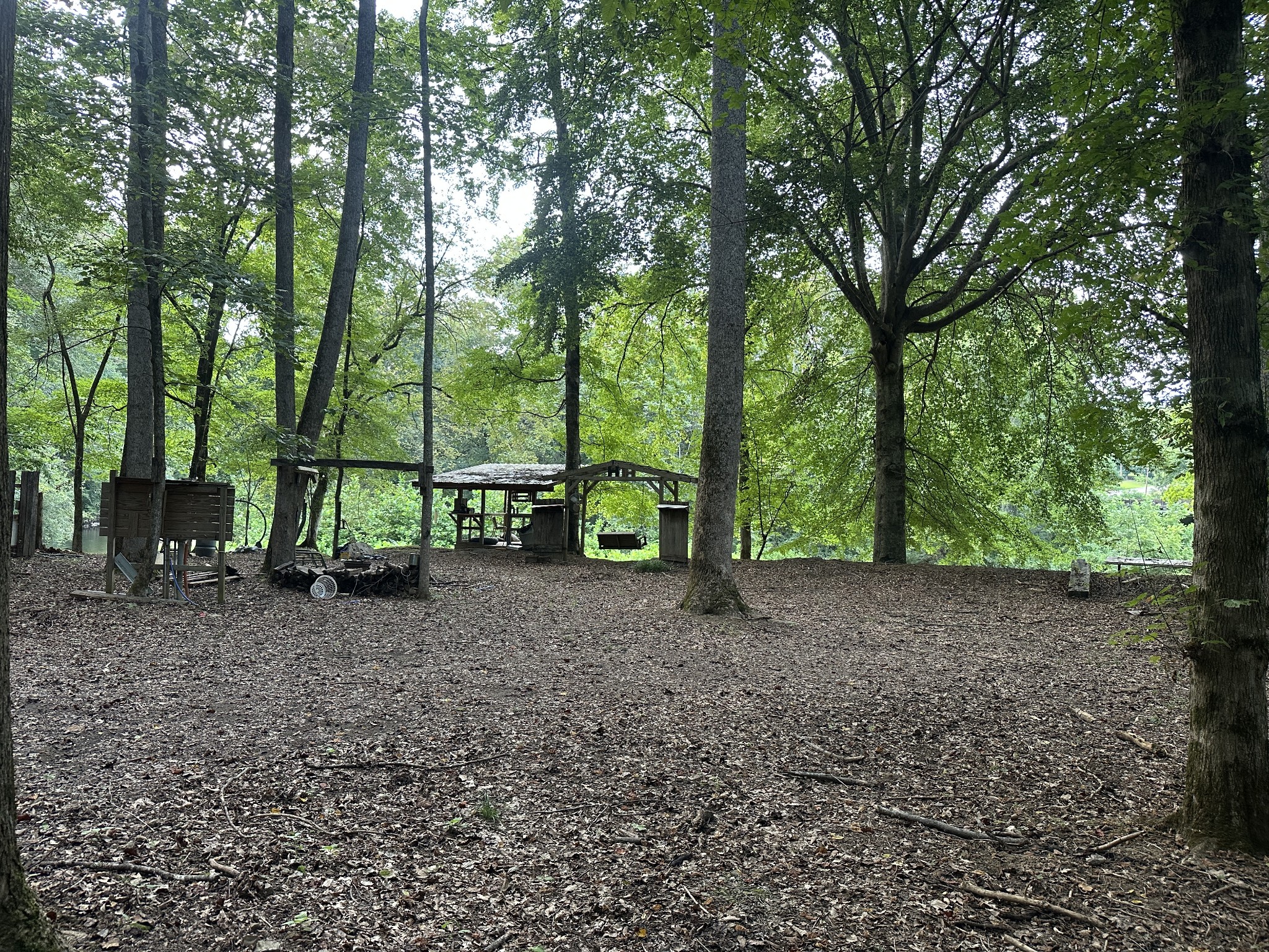 104 Limo View Lane Hohenwald, TN 38462 - Photo 43 of 67 a view of a forest with large trees