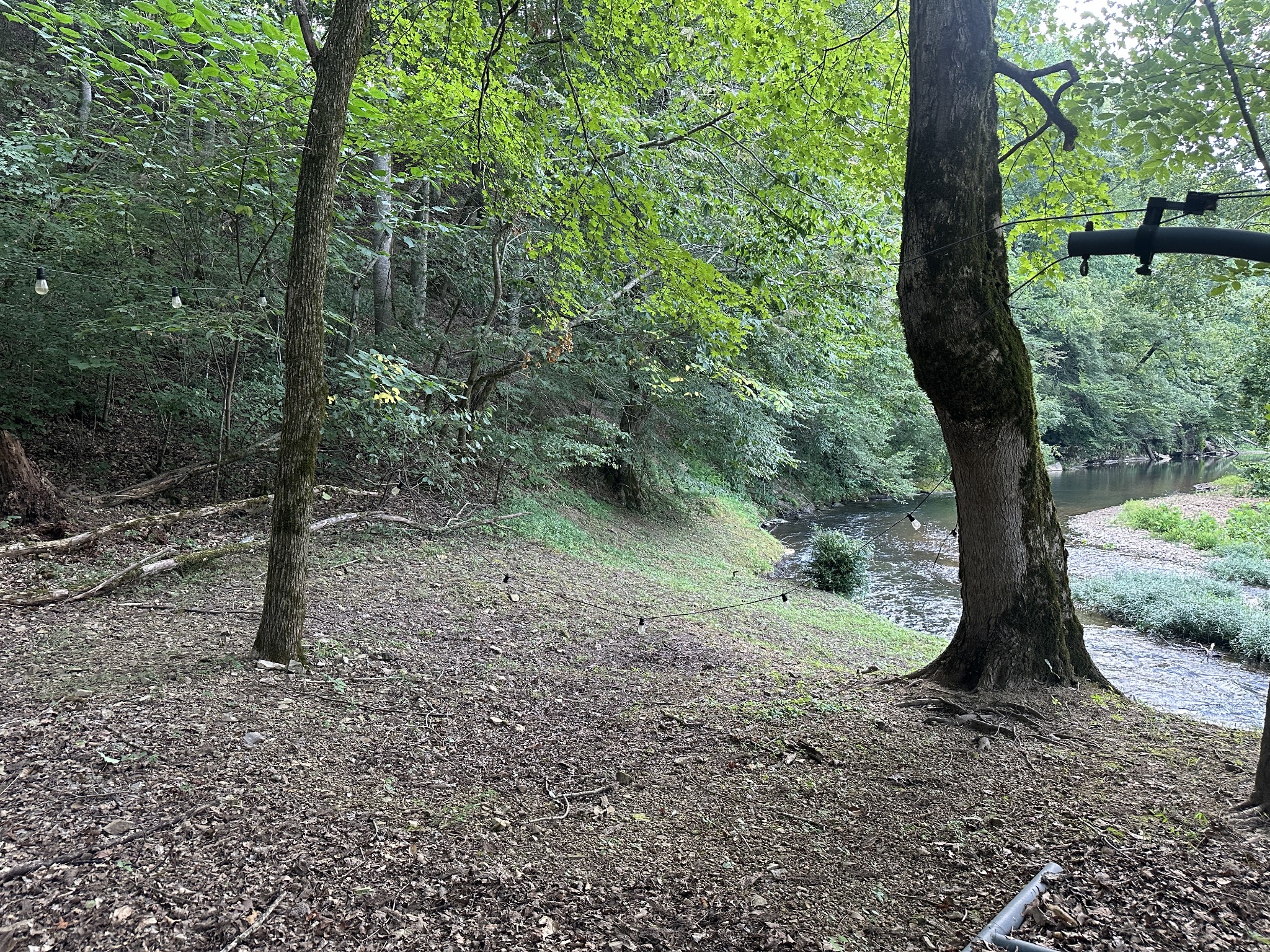 104 Limo View Lane Hohenwald, TN 38462 - Photo 57 of 67 a view of a forest