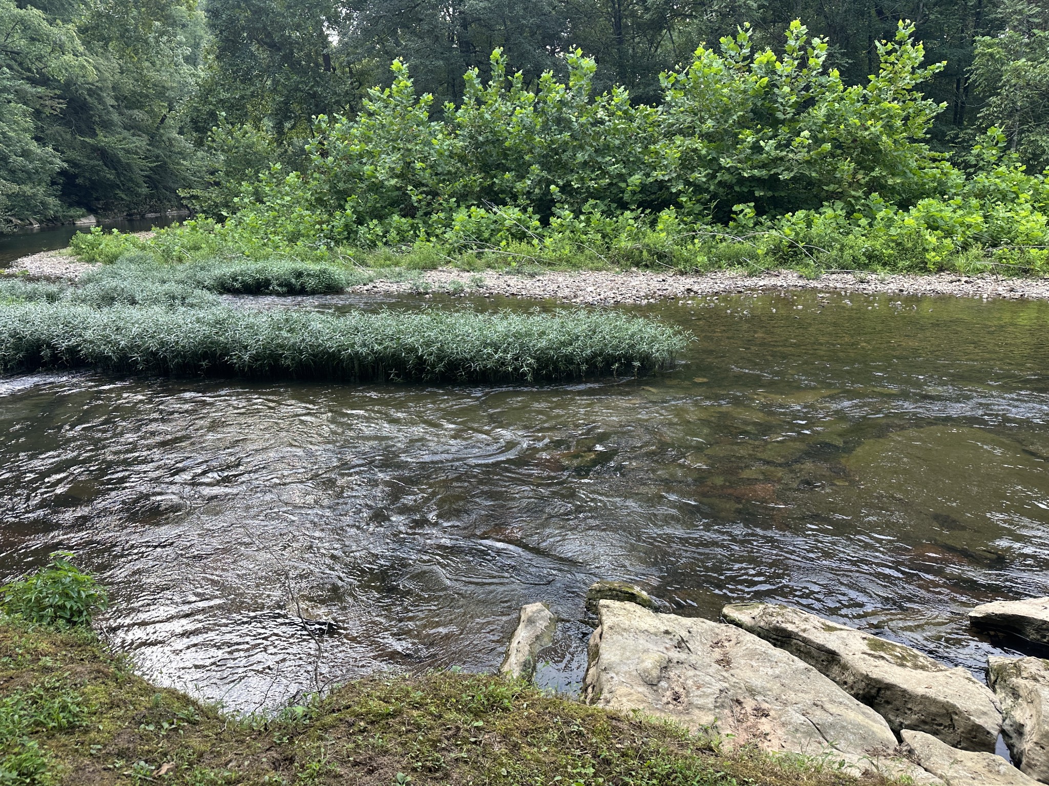 104 Limo View Lane Hohenwald, TN 38462 - Photo 60 of 67 a view of a lake with large trees