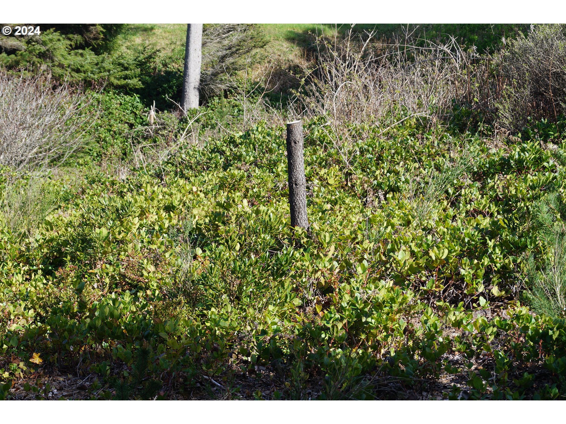 6400 Division Street Depoe Bay, OR 97341 - Photo 4 of 6 a view of a forest with a tree