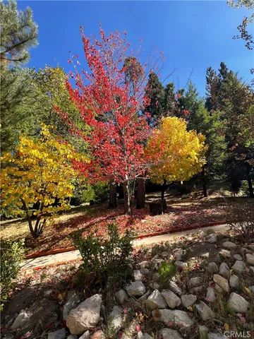 a view of a yard with a tree