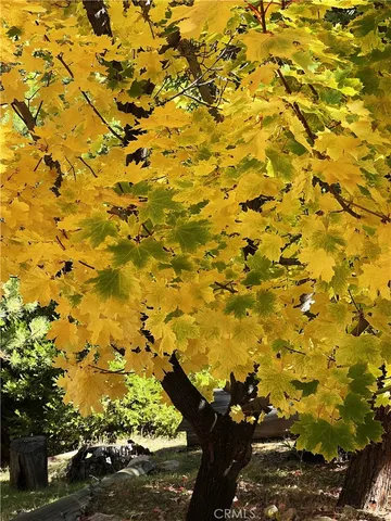 a close up of a white flower in a garden