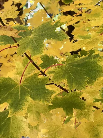 a view of the flowers